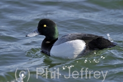 Greater Scaup