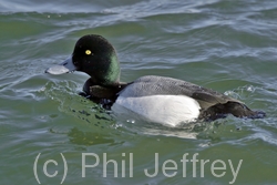 Greater Scaup