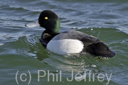 Greater Scaup