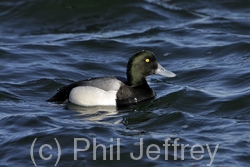 Greater Scaup