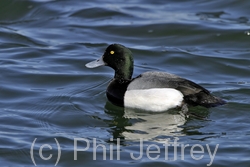 Greater Scaup