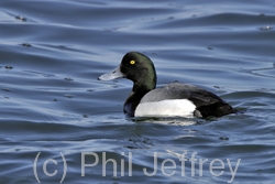 Greater Scaup