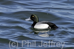 Greater Scaup