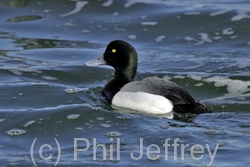 Greater Scaup