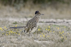 Greater Roadrunner