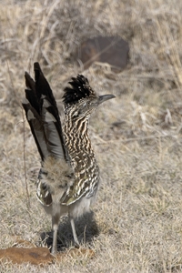 Greater Roadrunner