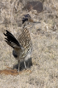 Greater Roadrunner