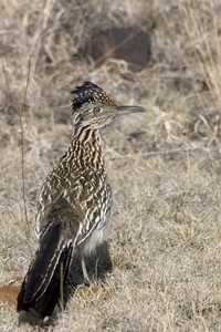 Greater Roadrunner