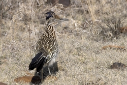 Greater Roadrunner