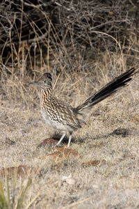 Greater Roadrunner