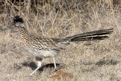 Greater Roadrunner