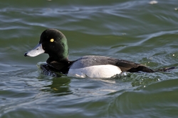 Greater Scaup