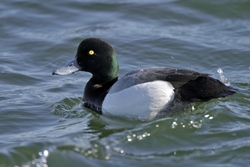 Greater Scaup