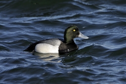 Greater Scaup