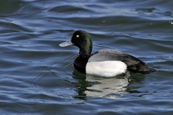 Greater Scaup