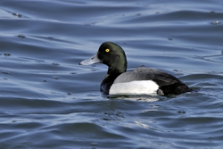 Greater Scaup