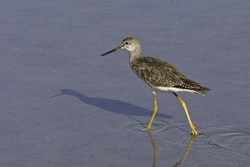 Greater Yellowlegs