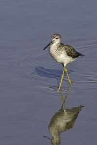 Greater Yellowlegs