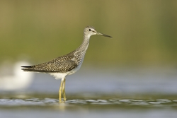 Greater Yellowlegs