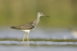 Greater Yellowlegs