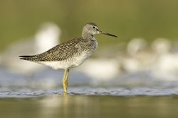Greater Yellowlegs