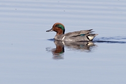 Green-winged Teal