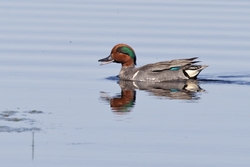 Green-winged Teal