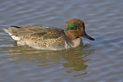 Green-winged Teal