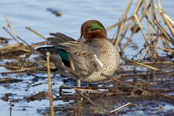 Green-winged Teal