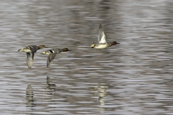 Green-winged Teal