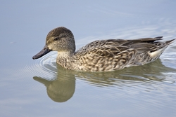 Green-winged Teal