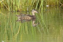 Green-winged Teal