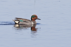 Green-winged Teal