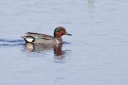 Green-winged Teal