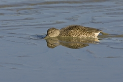 Green-winged Teal