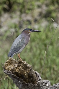Green Heron
