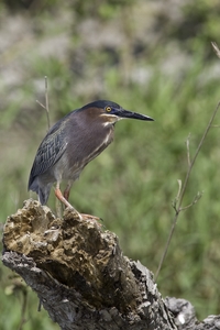 Green Heron
