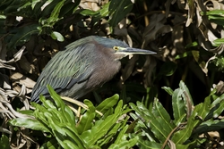 Green Heron