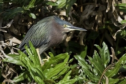 Green Heron