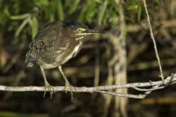 Green Heron
