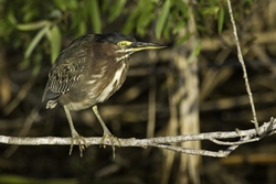 Green Heron
