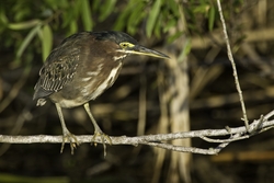 Green Heron