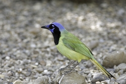 Green Jay