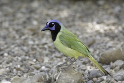 Green Jay