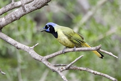 Green Jay