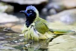 Green Jay