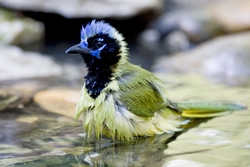 Green Jay