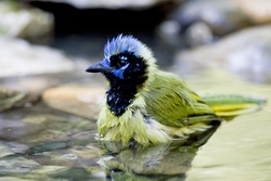 Green Jay