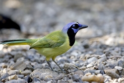 Green Jay