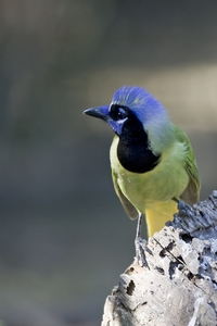 Green Jay